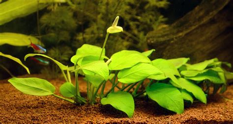 4 Brackish Water Plants For Your Aquarium - Pet Central by Chewy