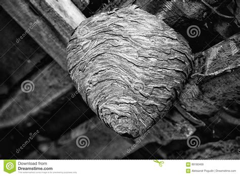 Big Wasp Nest in the Attic of a Country House Close Up Stock Image ...