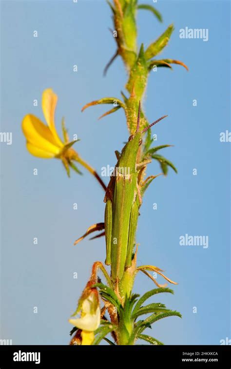 Grasshopper camouflage in closeup Stock Photo - Alamy