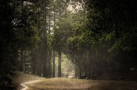 Rainy Forest Wallpapers - 4k, HD Rainy Forest Backgrounds on WallpaperBat