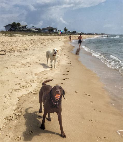 Top 12 Beaches For Dogs