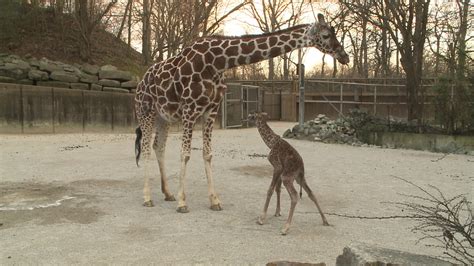 Memphis Zoo, Memphis, Tennessee, USA - Heroes Of Adventure