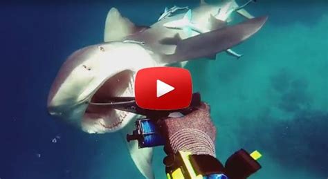 Bull Shark attacks QLD spearfisherman. : r/australia