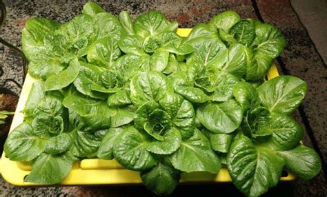 9 Best Lettuce Varieties for Hydroponics – The Bountiful Gardener