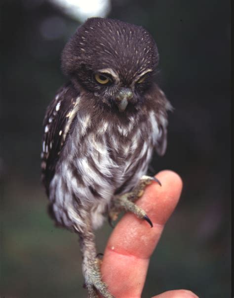 Pygmy Owl | All About OWL