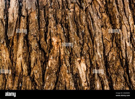 Seamless texture of tree bark - cool for wallpaper or background Stock ...