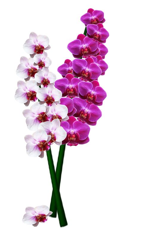 Download Orchid PNG Image for Free