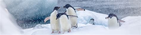 10 fun facts about Antarctica | Aurora Expeditions™