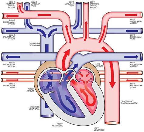 Human Heart Anatomy Diagram - Health Images Reference