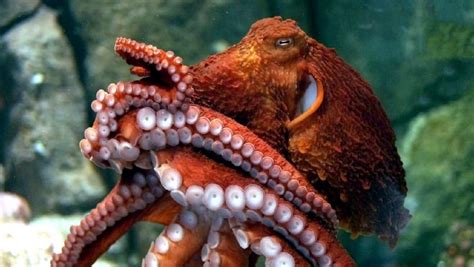 Giant Pacific Octopus – "OCEAN TREASURES" Memorial Library