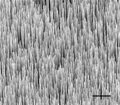 Scientific Image - Zinc Oxide Nanowires | NISE Network