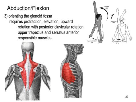 Shoulder abduction muscles - postsapo