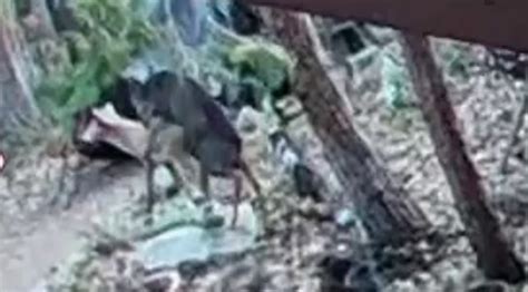 Caught on Camera: Deer gets frisky with lawn ornament