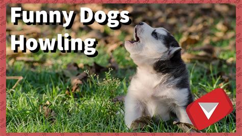 Funny Dogs Howling [Make Your Dogs Howl] (TOP 10 VIDEOS) - YouTube