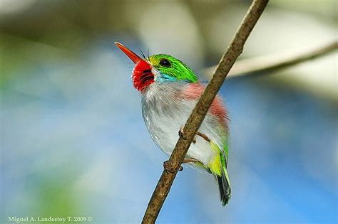 Cuban Tody – birdfinding.info