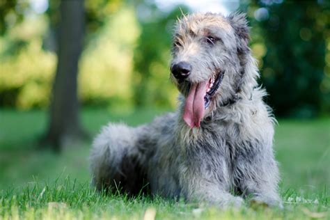 The Top 4 Irish Wolfhound Breeders In The U.S.