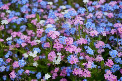 How to Grow Forget-Me-Nots (Myosotis sylvatica) | Gardener’s Path