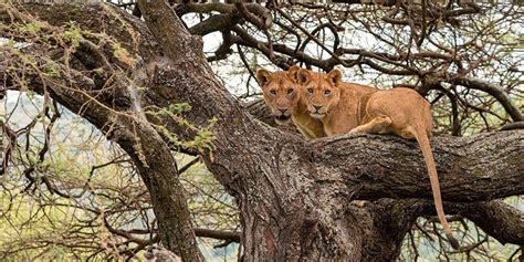 Lake Manyara National Park in Tanzania - Book your safari here!