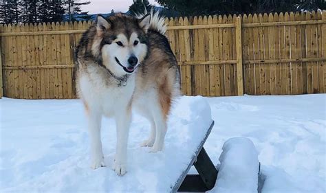 Alaskan Malamute Colors: The Standard & Rare Malamute Coat Colors - K9 Web