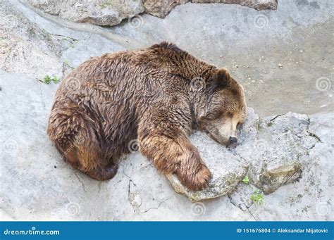 Grizzly Bear Sleeping in Zoo Stock Photo - Image of laziness, relax ...