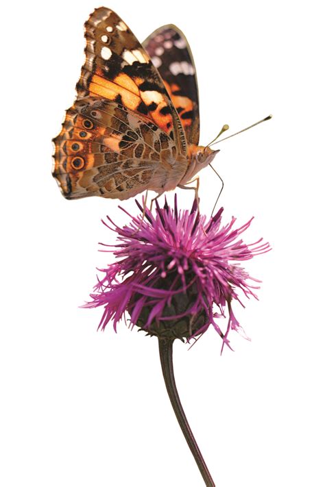 Get care instructions for painted lady butterflies (Vanessa cardui), including details on ...