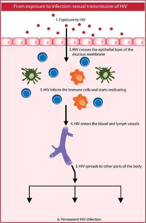 From Exposure to Infection: The Biology of HIV Transmission - TheBody.com