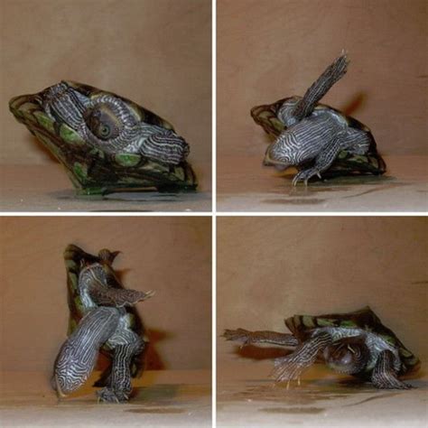 Ninja Turtles in Real Life - Design Swan