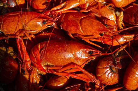 Where To Get Live Crawfish In New Orleans | Kids Matttroy