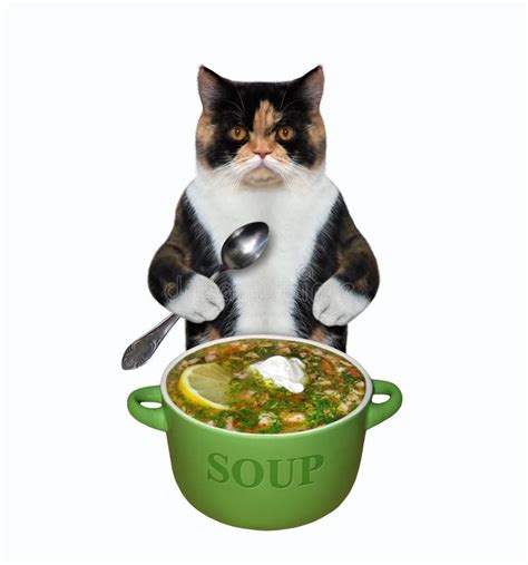 Descubrir 69+ imagen sopa de gato receta - Abzlocal.mx