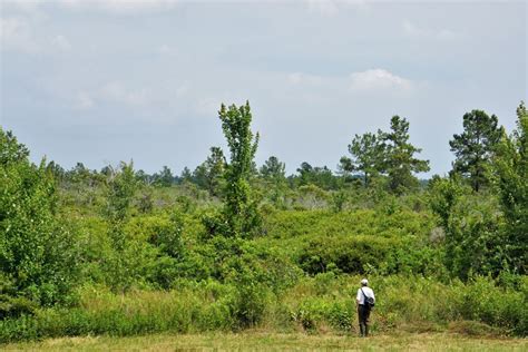 Pocosins: How These Unique Wetlands Can Help NC Combat Climate Change