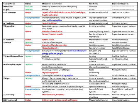 Learning the Cranial Nerves! | Speechy Musings