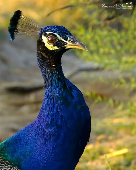 indian Peafowl | YuGWoRLD