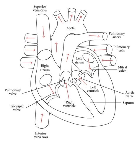 Human Heart - Anatomy and Functions | Location and Chambers