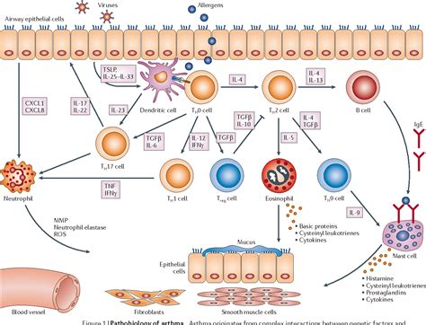 The potential of biologics for the treatment of asthma | Semantic Scholar