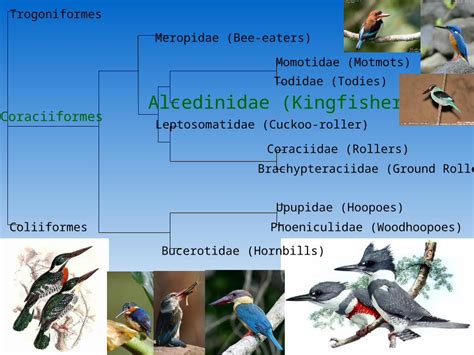 (PPT) Alcedinidae (Kingfishers) Meropidae (Bee-eaters) Coraciiformes Momotidae (Motmots) Todidae ...