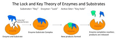 Biology: Lock and key theory Diagram | Quizlet