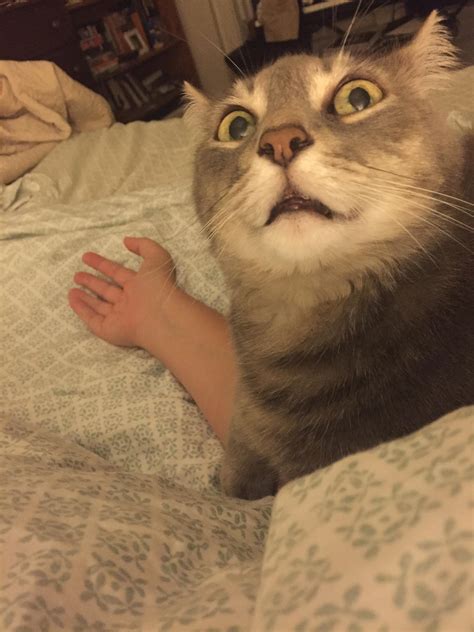 Derp Cat is Derpy : r/cats