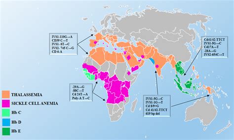 Interaction between Erythropoiesis and Iron Metabolism in Human β-thalassemia - Recent Advances ...