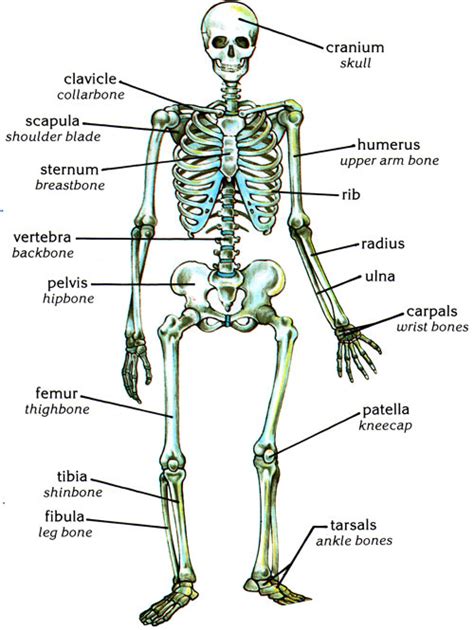 Human Body Bones Names