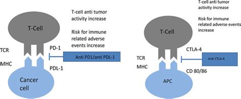 Mechanism of action of both anti CTLA-4 and anti PD-1/PD-L1 agents. | Download Scientific Diagram