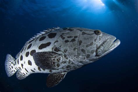 Potato grouper fish — Great Barrier Reef, Color Image - Stock Photo | #174408540