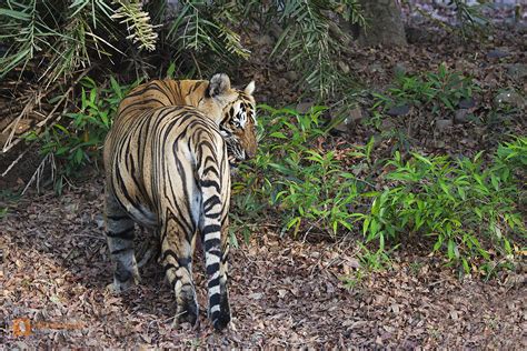 Bestellen - Königstiger (Königstiger) in freier Wildbahn - Bildagentur