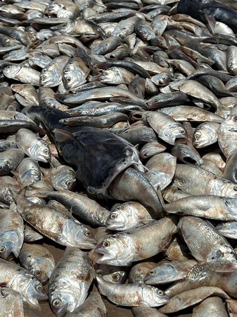 Thousands of dead fish wash up on beach on Texas gulf coast - New York Post | Cuccies