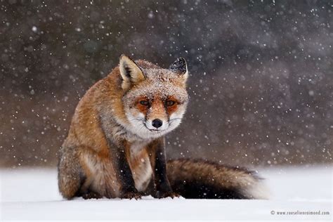 Charming Red Fox Photos Capture Their Resilience in the Winter Snow