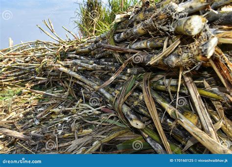 Sugarcane Crop Harvesting for Processing Stock Image - Image of ...