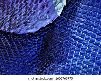 253 Rattle Snake Skin Texture Images, Stock Photos & Vectors | Shutterstock