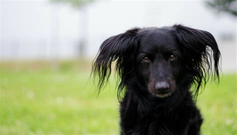 Does Your Dog Wag His Tail to the Right or Left? - Puppy Leaks