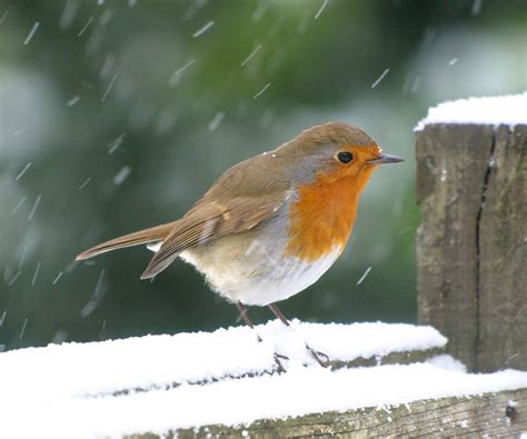 Robin in snow - a photo on Flickriver