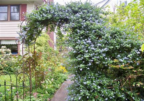 Ceanothus: California Wild Lilac | Portland Nursery