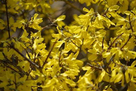 Blossom Spring Forsythia - Free photo on Pixabay